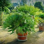 Palmička nízka (Chamaerops Humilis) ´VULCANO´ - výška 80-90 cm, kont. C18L (-14°C)